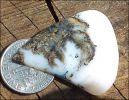PLUME AGATE DESIGNER CABOCHON � (Normal, N)